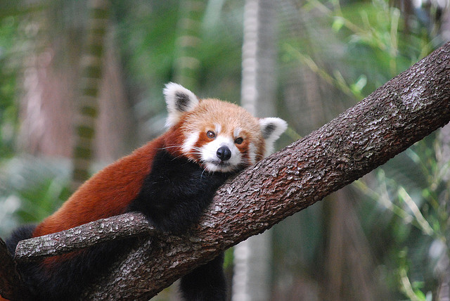 Red Panda at Alma Park Zoo by Andrew Napier on Flickr